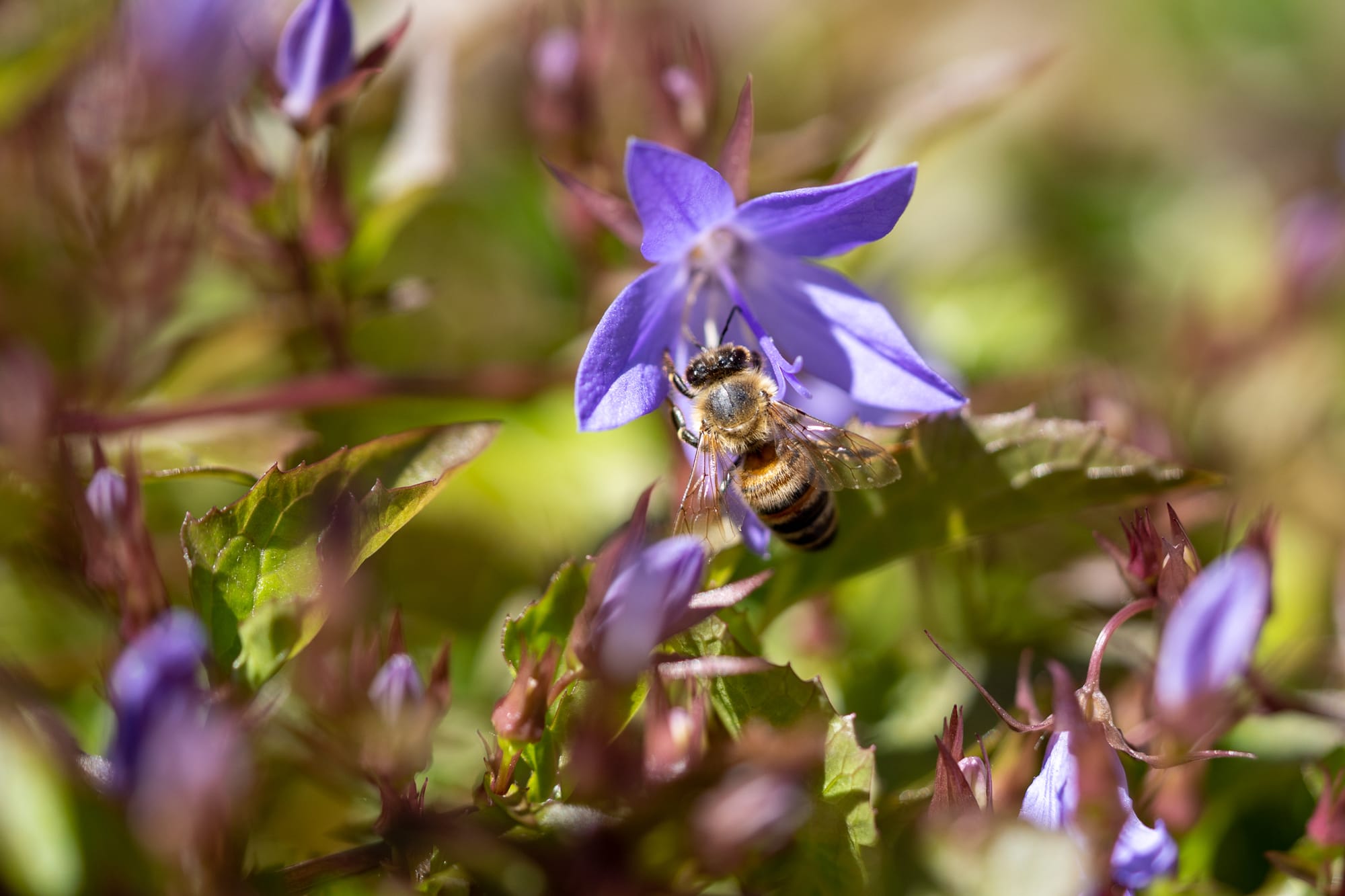 Macro photography 2020