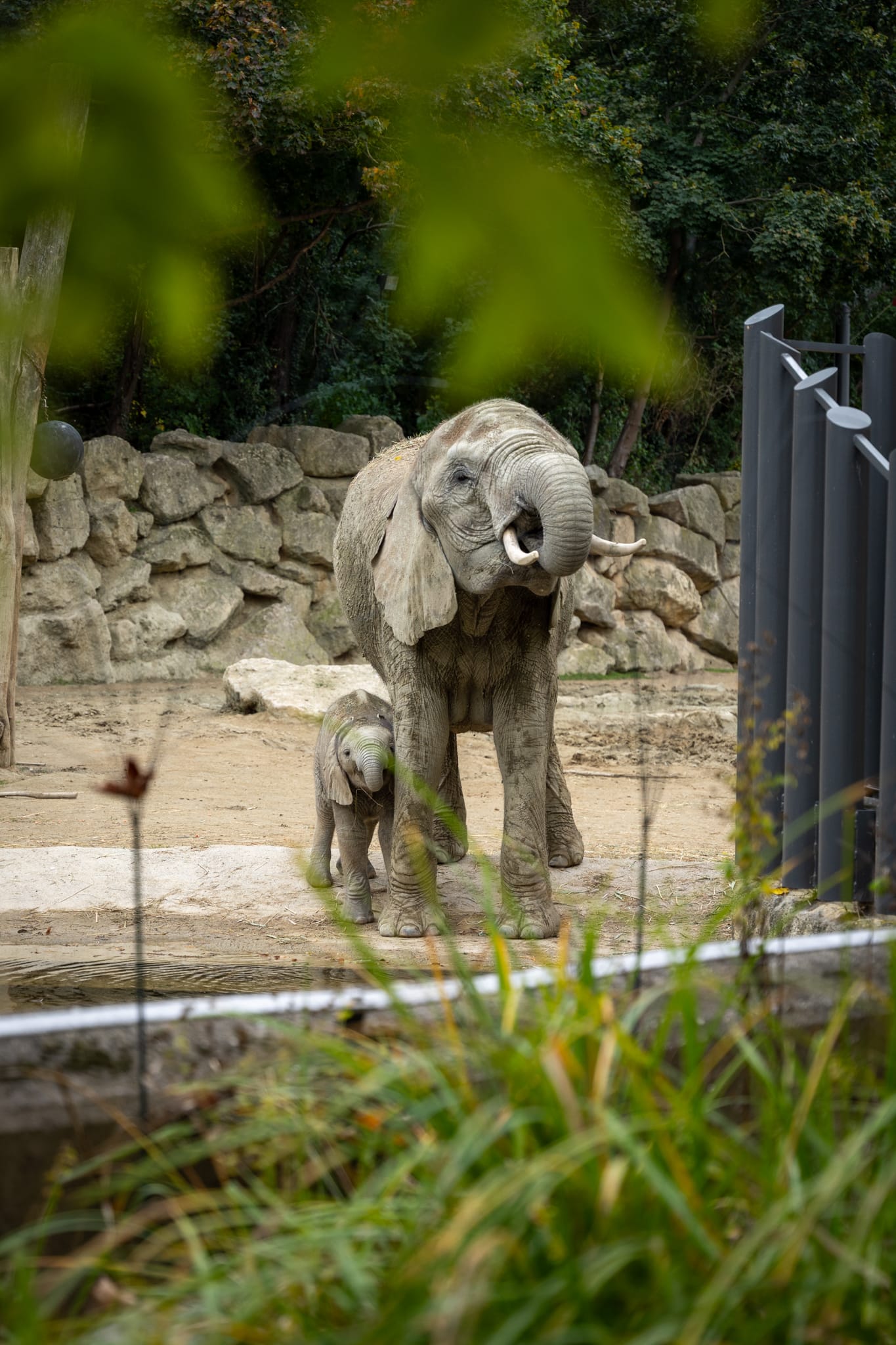 Schönbrunn Zoo 2025
